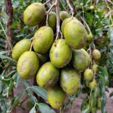 Hog Plum